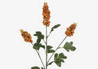Scarlett Firethorn Stem Orange