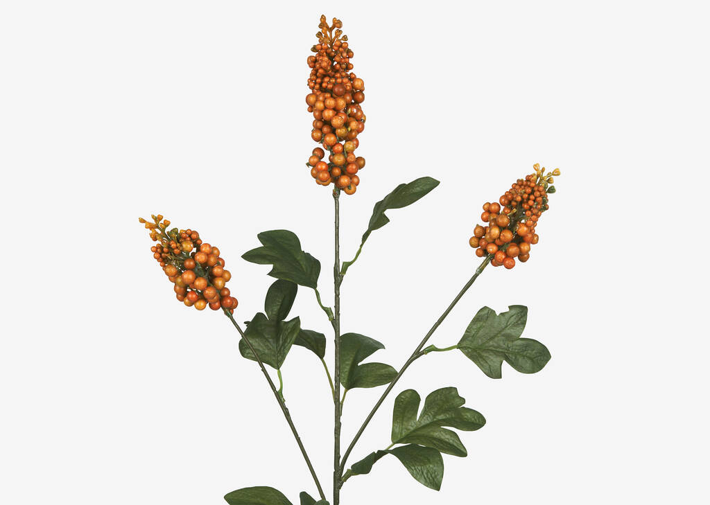 Tige d’épine-vinette Scarlett orange