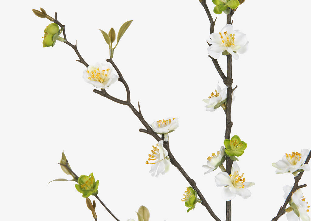 Branche de fleurs de prunier Aliana