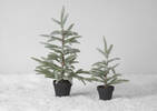 Iclyn Tree Potted Small
