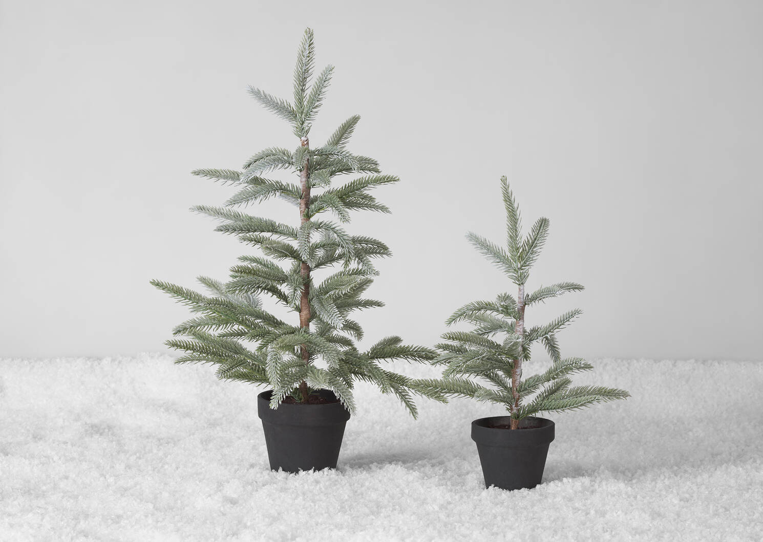 Iclyn Tree Potted Small