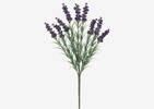 Hope Lavender Branch