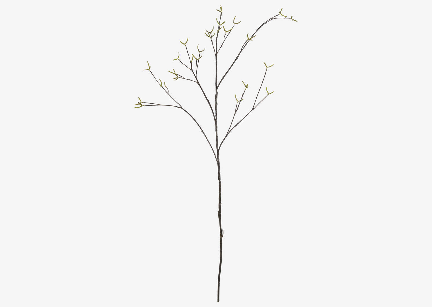 Truitt Seeded Willow Branch