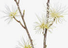 Branche de chardons Margaret blancs