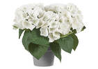 Marji Hydrangea Potted White