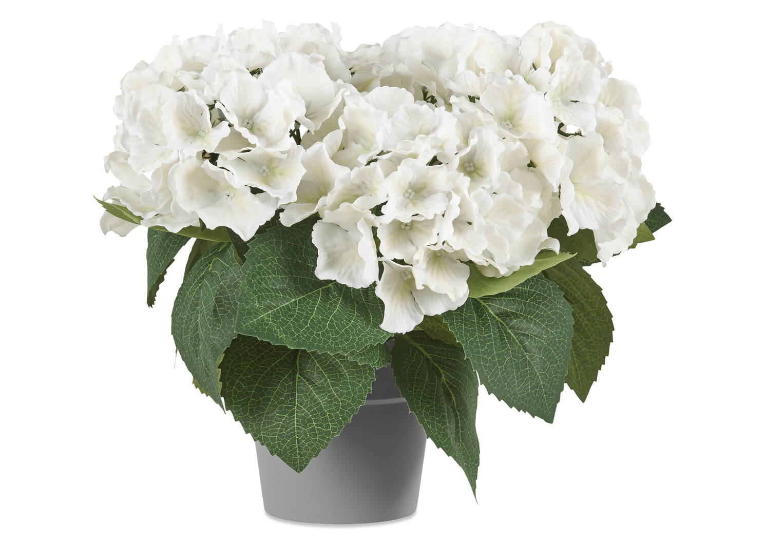Marji Hydrangea Potted White