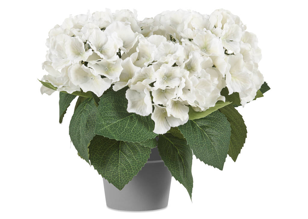 Marji Hydrangea Potted White