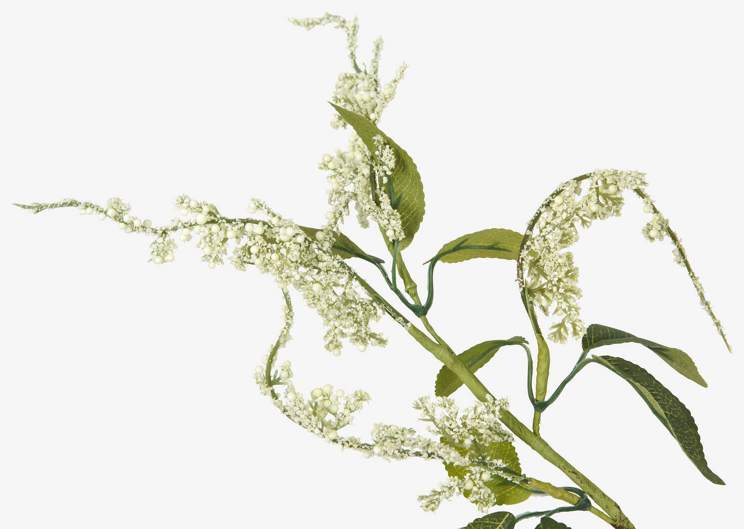 Kimi Japanese Knotweed White