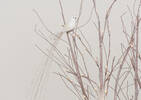 Long Tail Bird Orn White