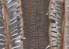 Skye Feathers Wall Decor