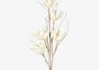 Hedi Flower Stem Milk