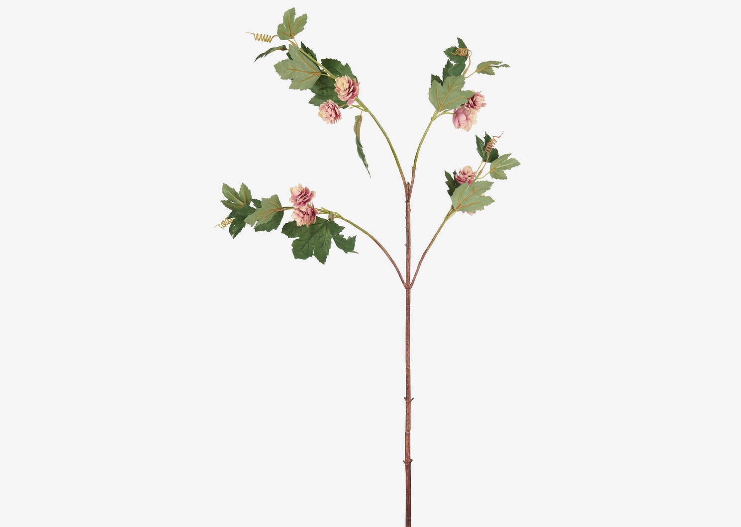 Nikola Lupulus Stem Pink Dust