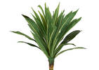 Dracaena en pot Tate
