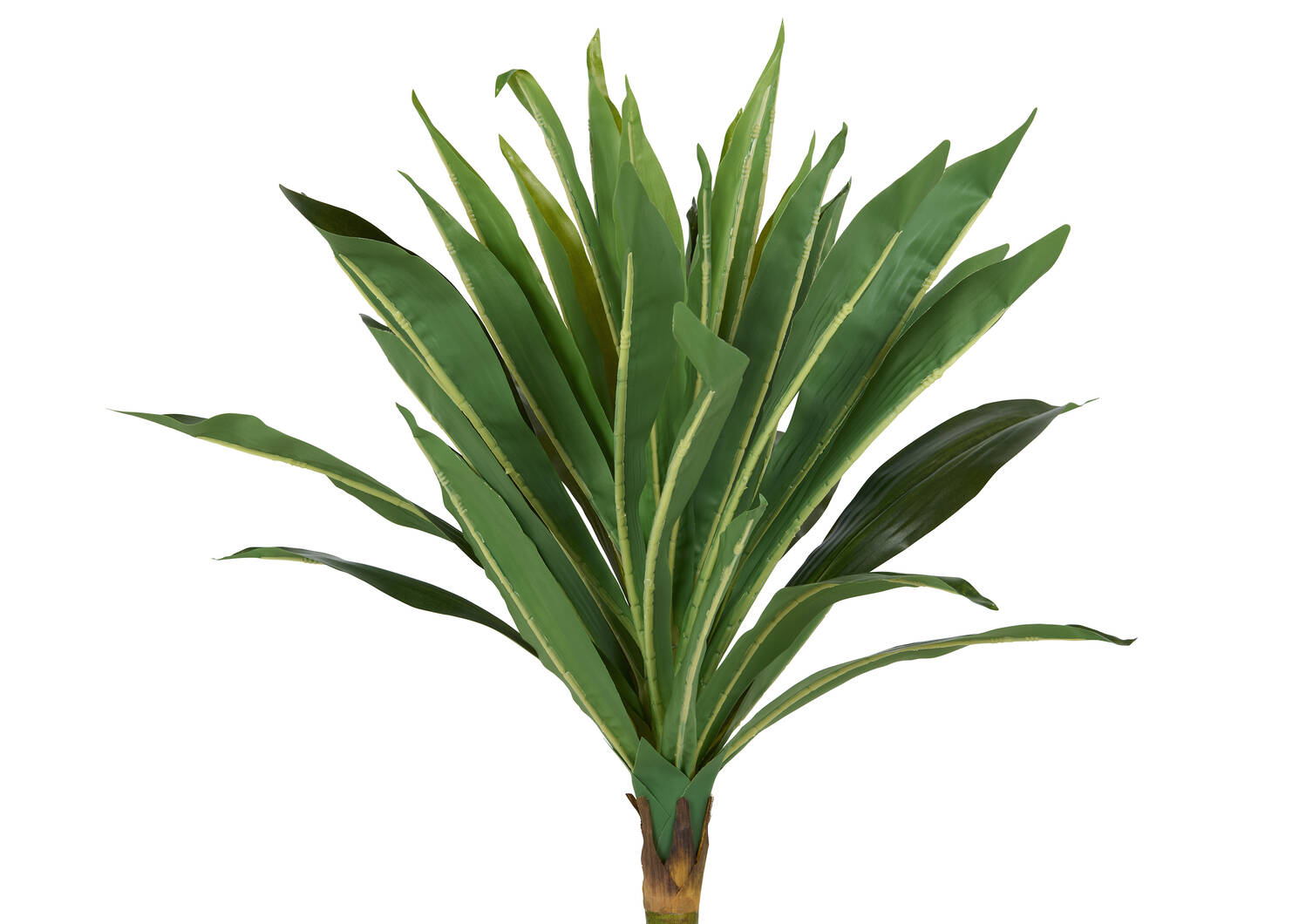 Tate Dracaena Tree Potted