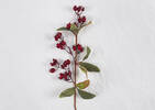 Branche de baies Eden rouges