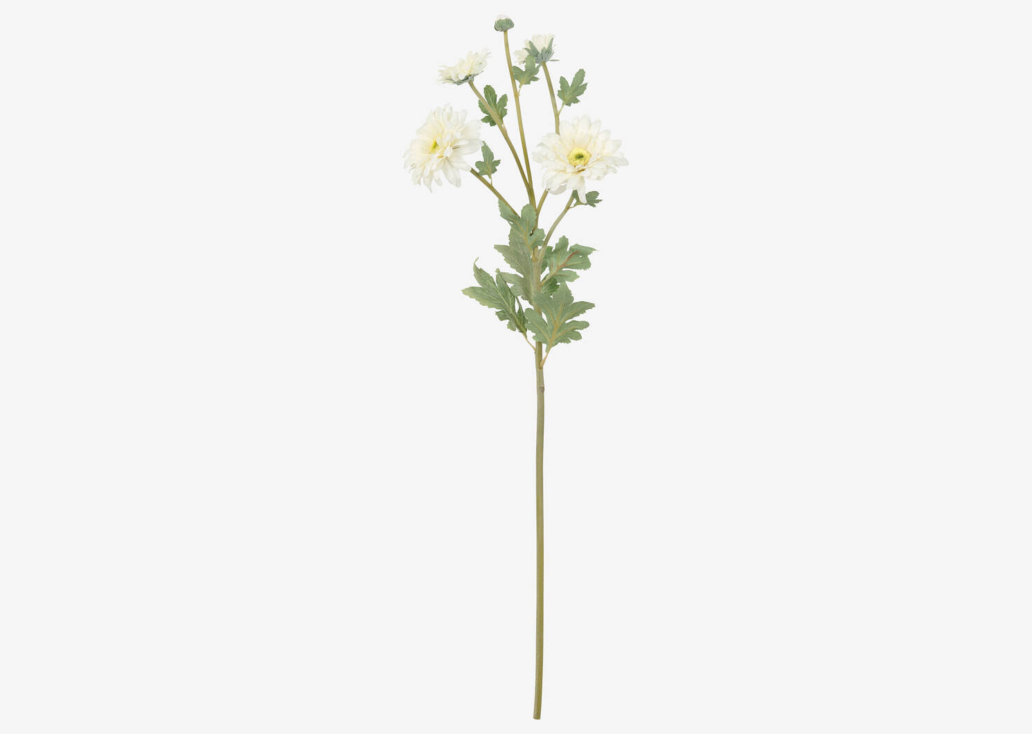 Vera Chrysanthemum Branch White