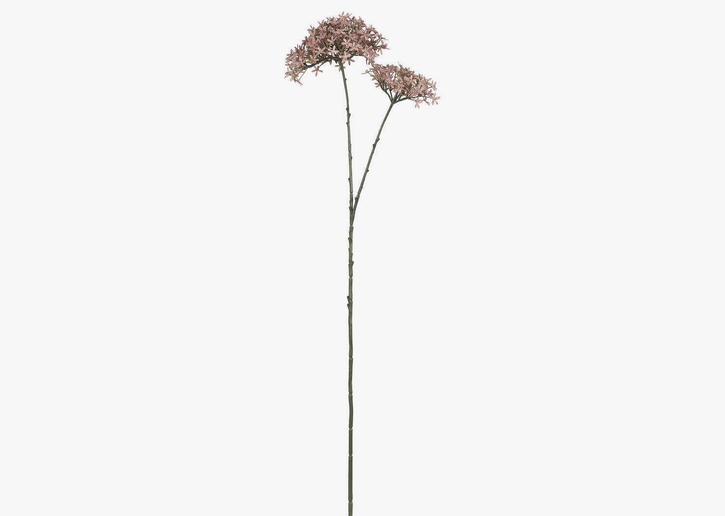 Branche d'alliums Dunne lavande