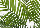 Kani Kentia Palm Tree Potted