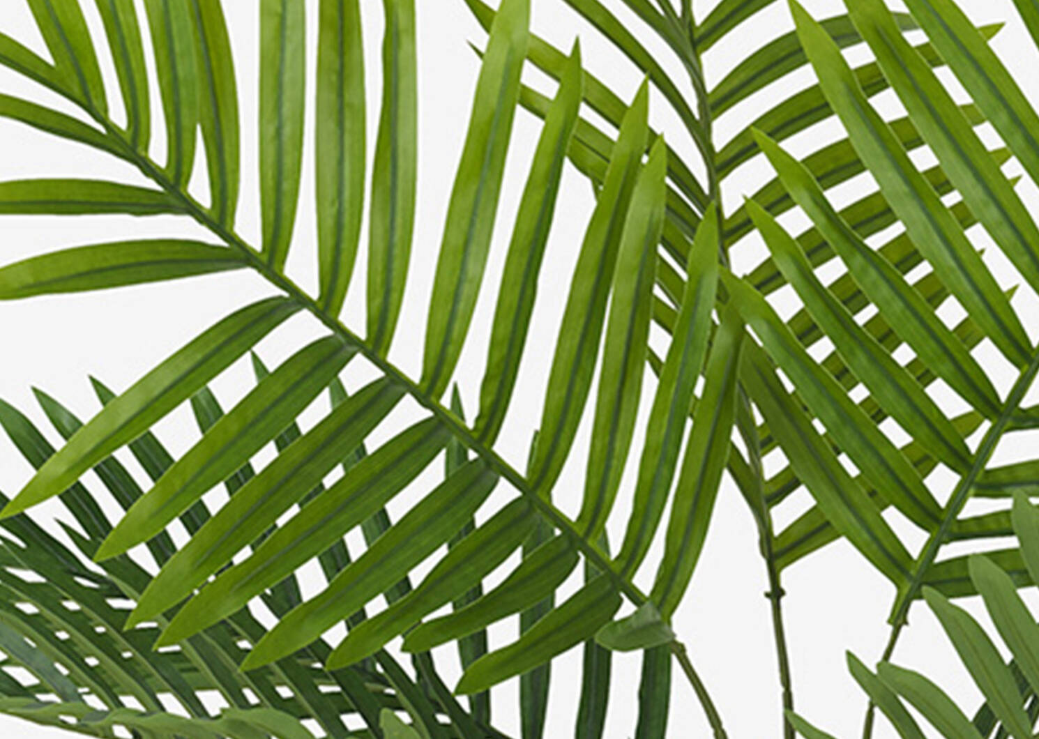 Kani Kentia Palm Tree Potted