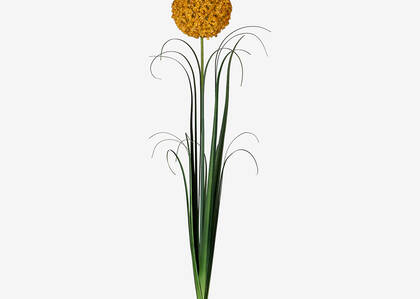 Bouquet d'alliums Sachi champ doré