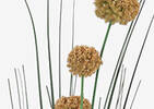 Heche Allium Bunch Goldfield