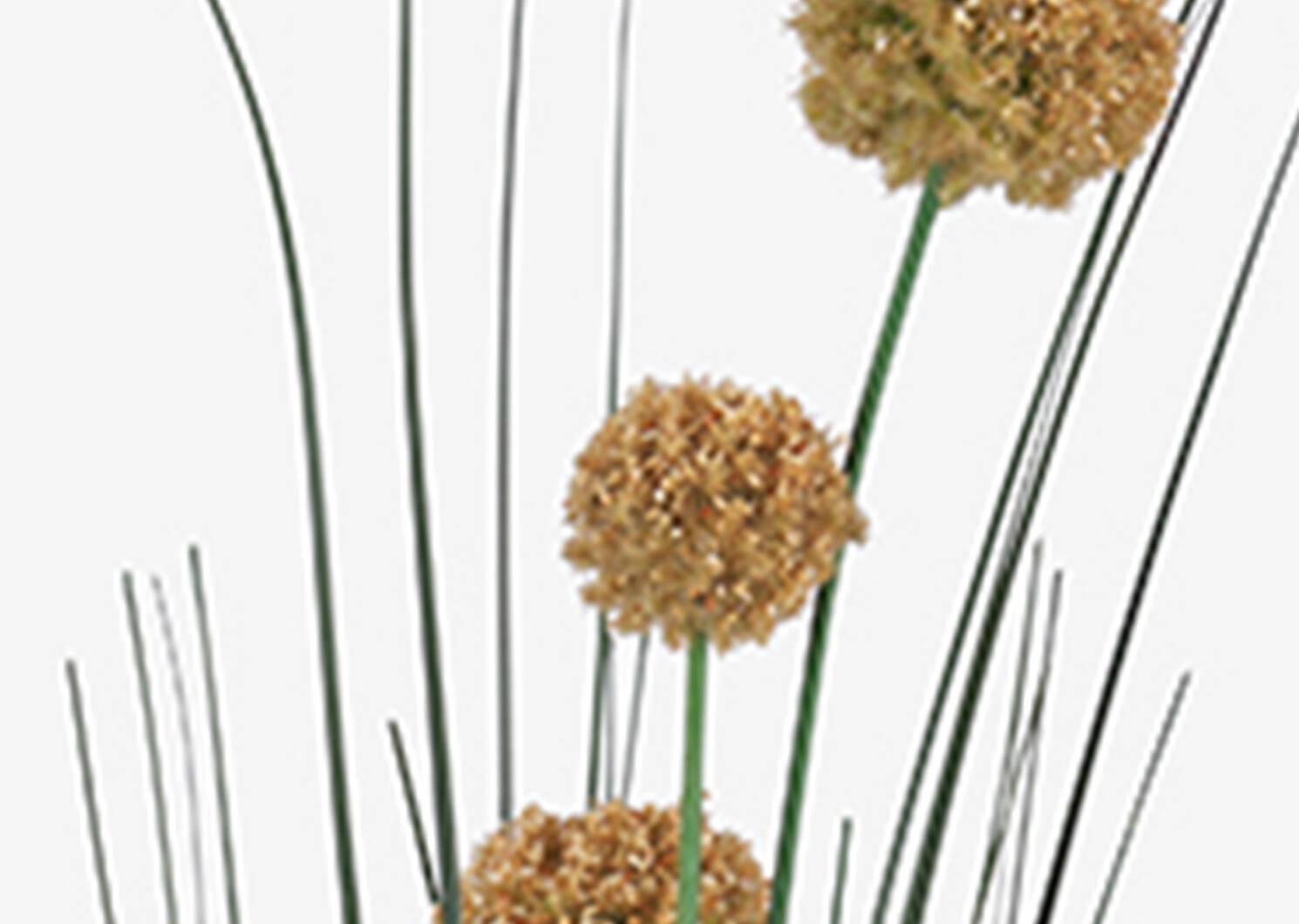 Heche Allium Bunch Goldfield