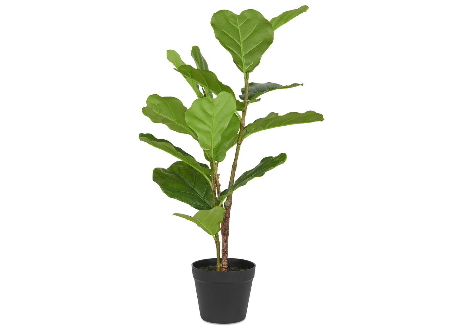 Kani Fiddle Tree Small Potted