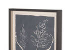 Common Reed Framed Print