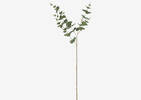 Gibb Eucalyptus Stem