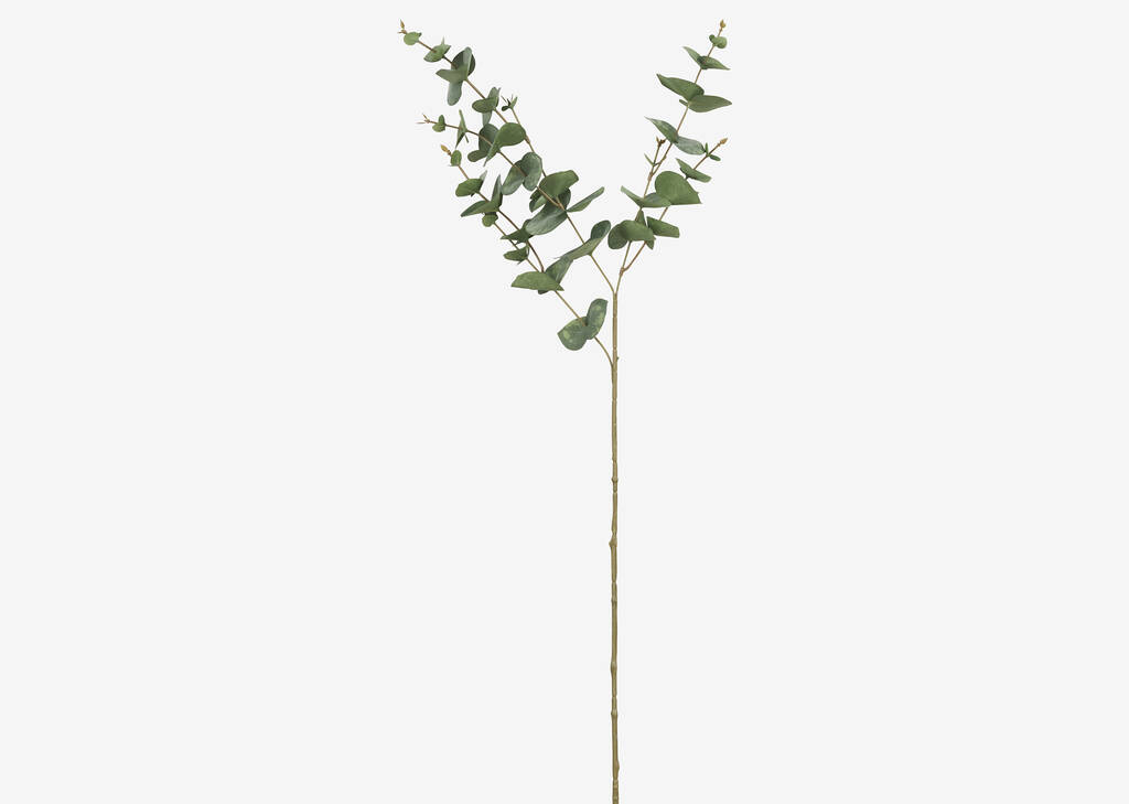 Gibb Eucalyptus Stem