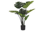 Monstera en pot