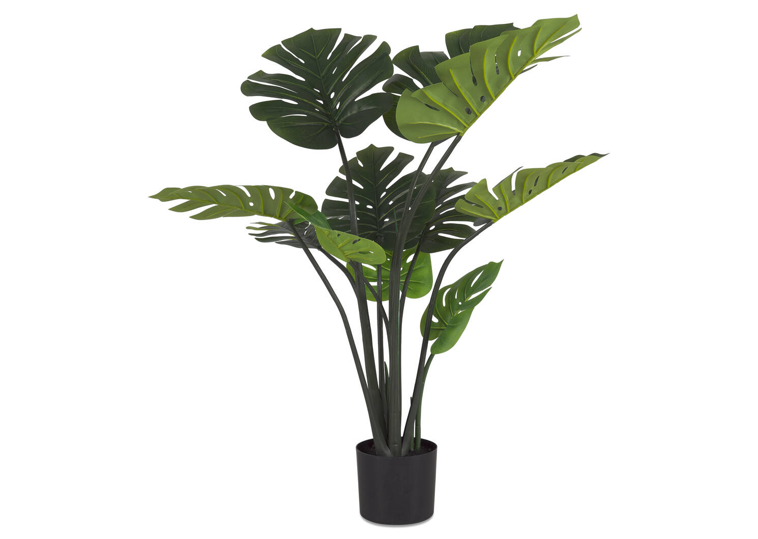 Monstera Plant Potted