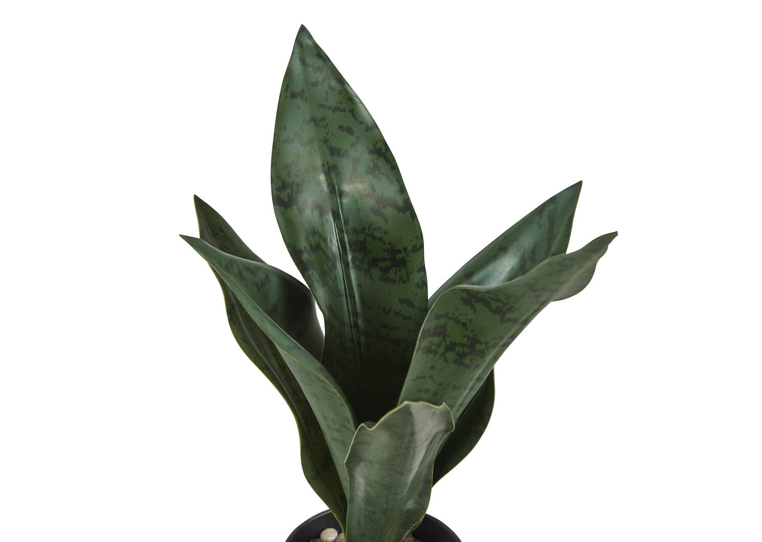Greer Snake Plant Potted