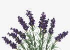 Hope Lavender Branch