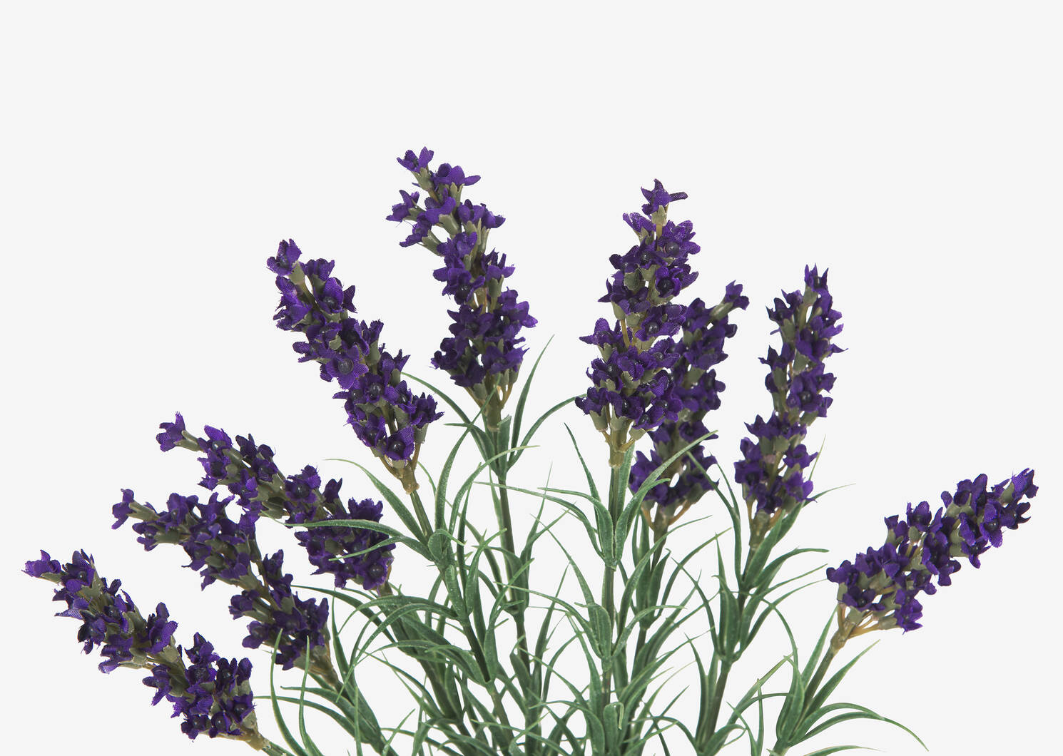 Hope Lavender Branch