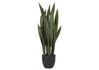 Sansevieria en pot Fynn
