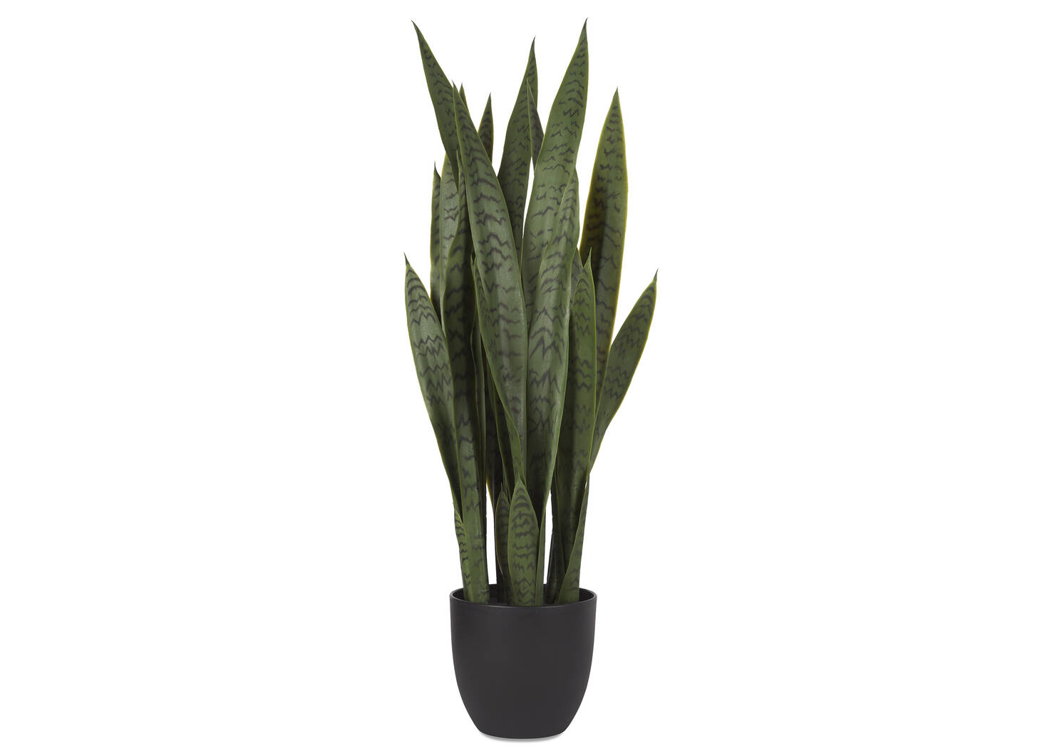 Sansevieria en pot Fynn