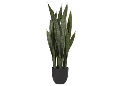 Fynn Sansevieria Potted