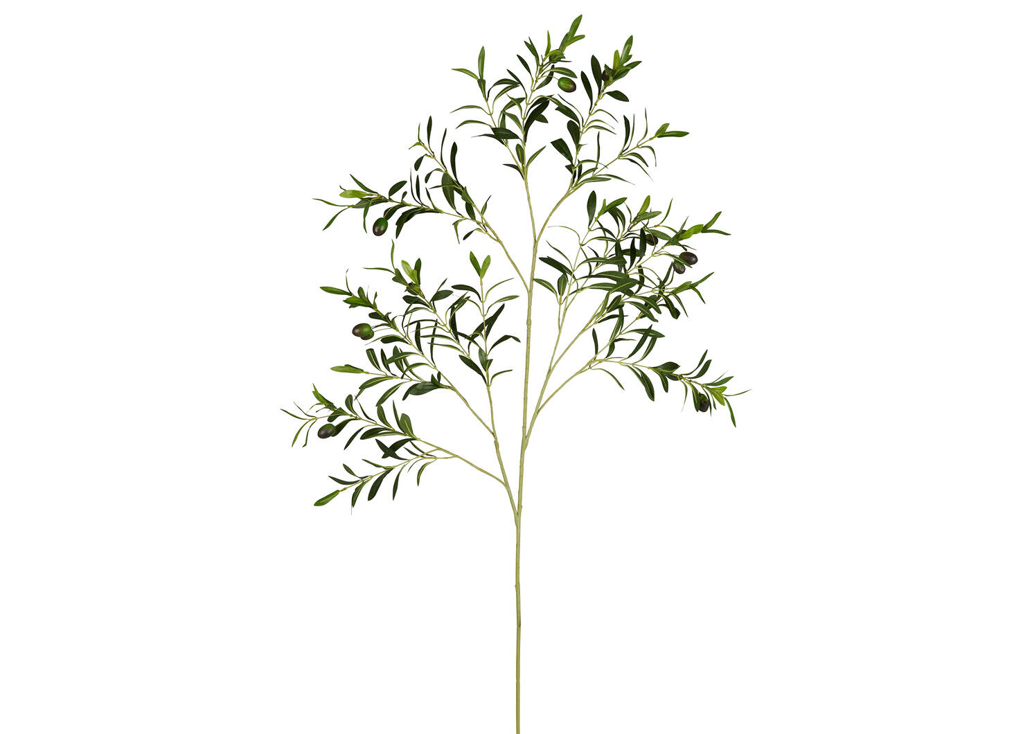 Fen Olive Branch