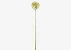 Tige d'allium Etna blanc