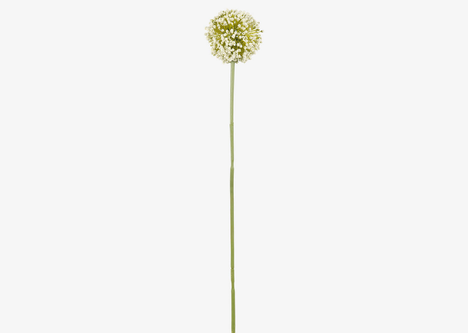 Tige d'allium Etna blanc