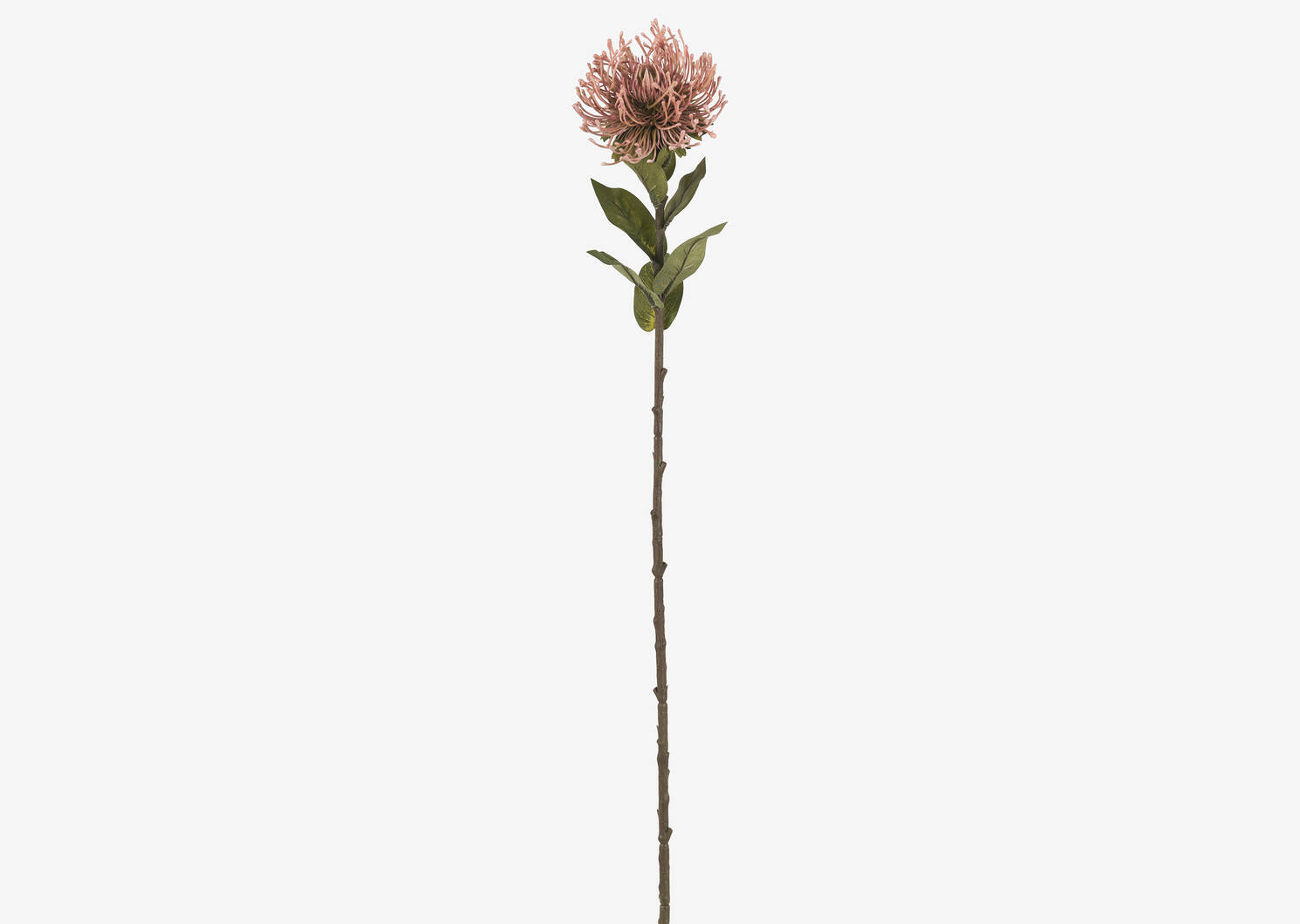 Jada Leucosper Mum Stem Pink