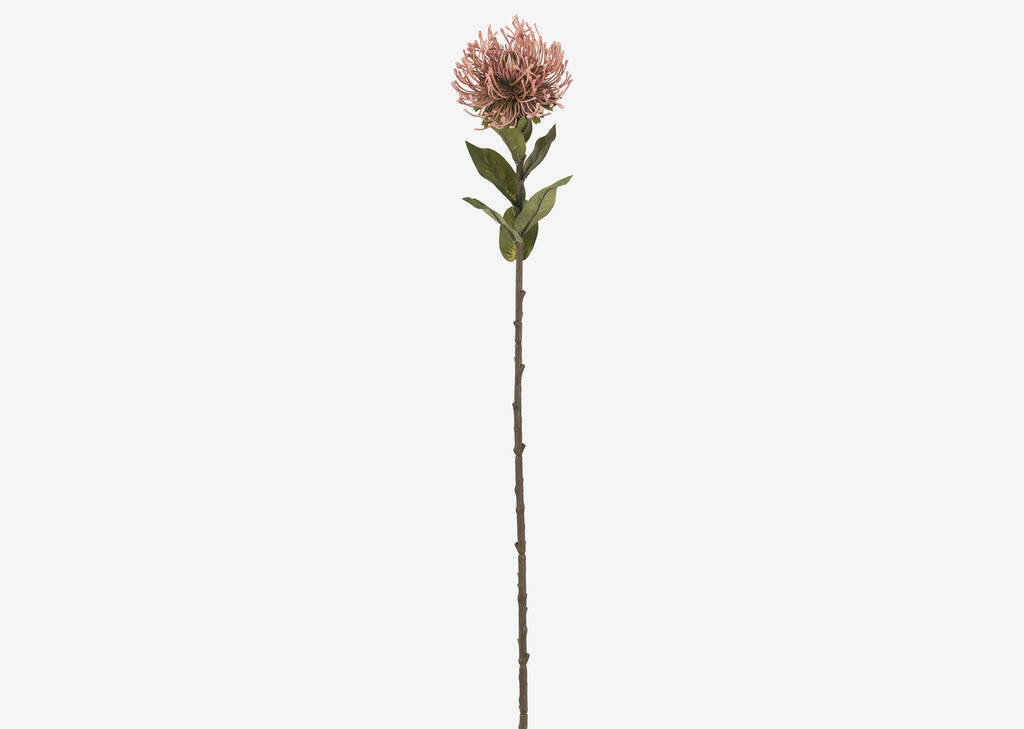 Tige de leucospermum Jada rose