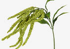 Glora Amaranthus Branch Fern