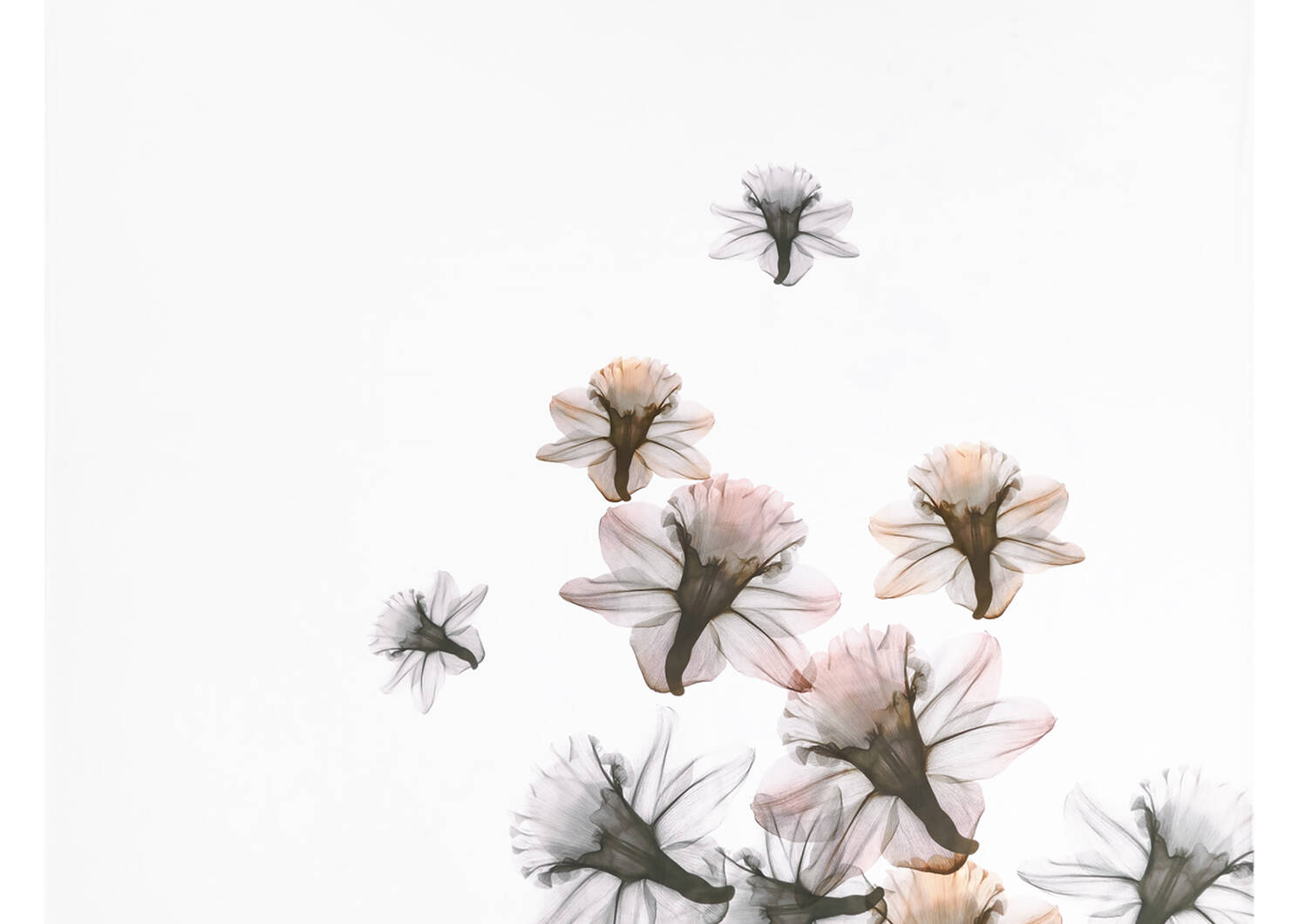 O'Keeffe Duvet Set Queen