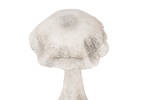 Mushroom Decor Short