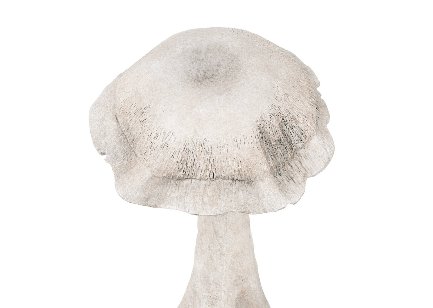 Mushroom Decor Short