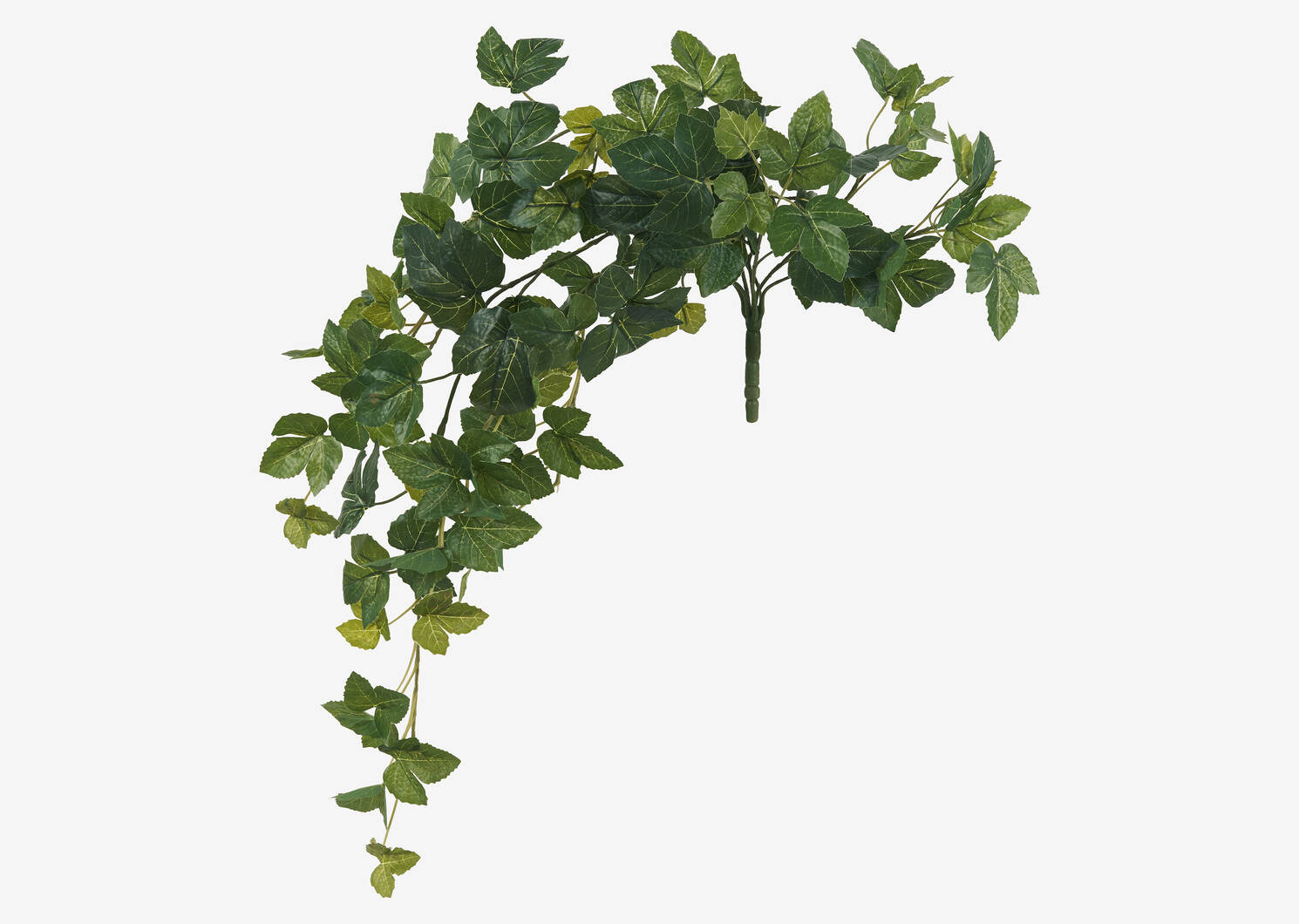 Jinni Grape Vine Branch