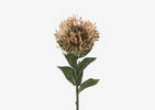 Tige de leucospermum Kim caramel