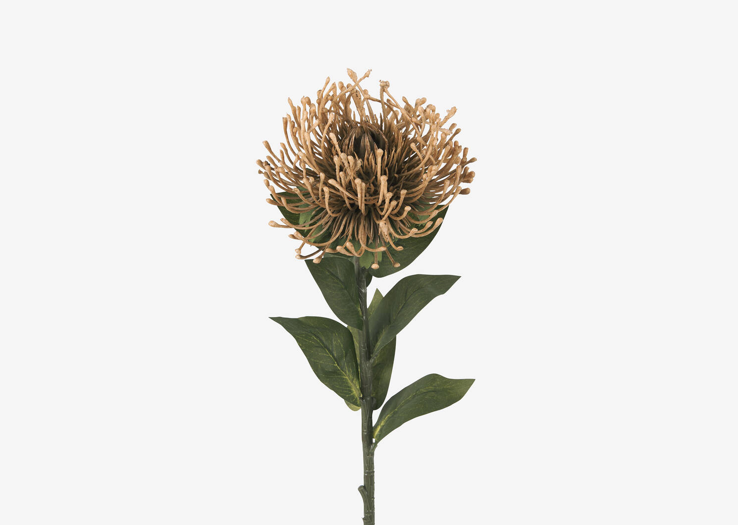 Tige de leucospermum Kim caramel